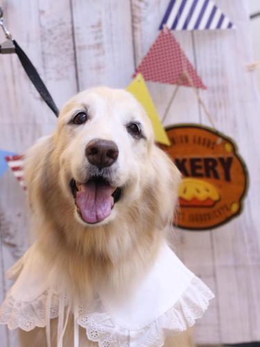 20240925みるくちゃん